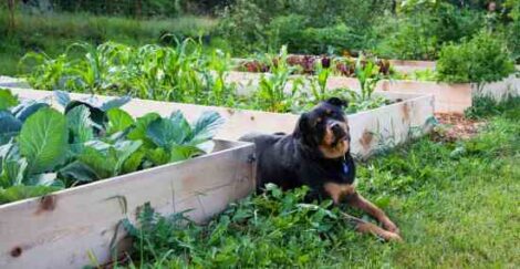 Six Ways to Build Raised Garden Beds Image
